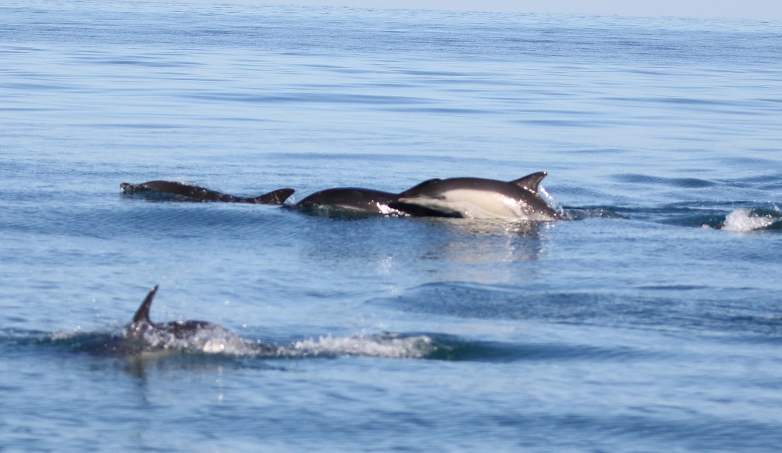 Read more about the article Devon Sea Safari