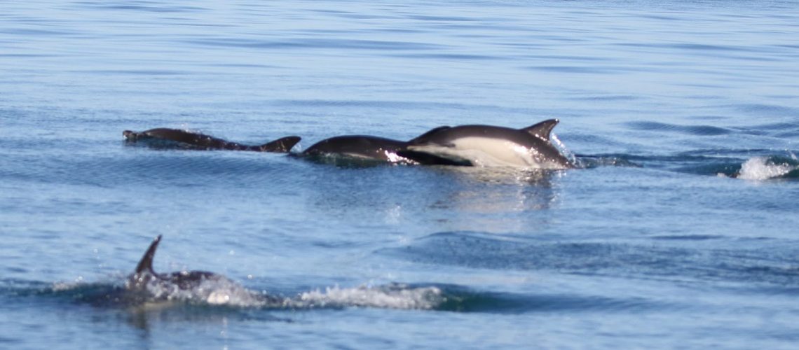 Dolphins